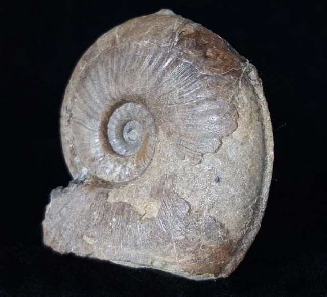 Sonninia cf. propinquana (BAYLE 1878) - Bild © FossNet FossilienStore